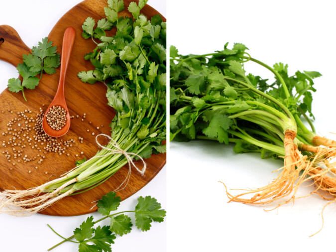 Coriander-plant-with-focus-on-roots