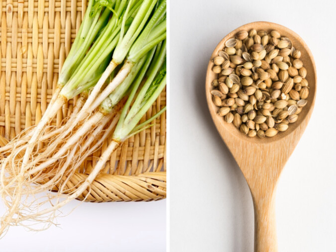 Coriander-seed-to-root